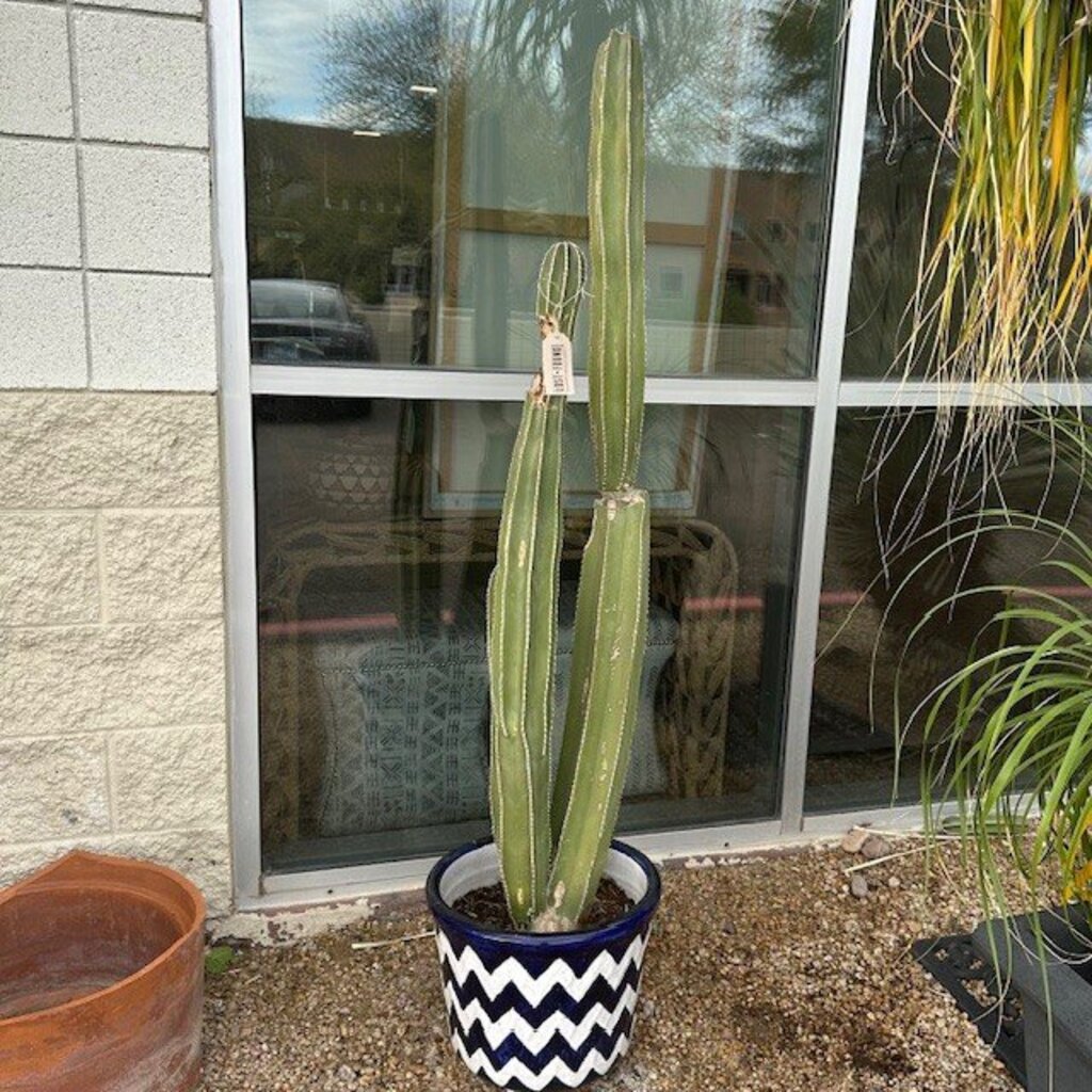3 Cacti In Blue & White Chevron Pot- 65"