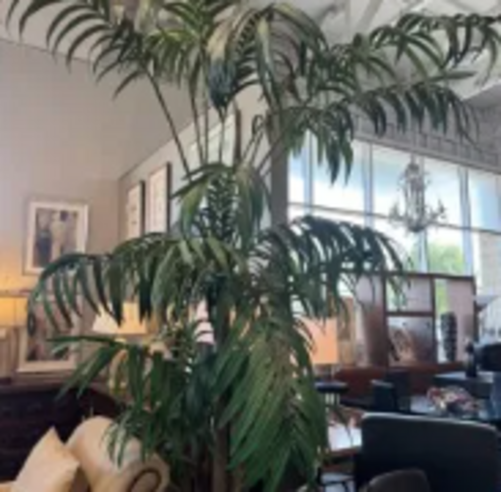 Silk Palm Tree W/ Real Bark In Gold Pot- 10'H