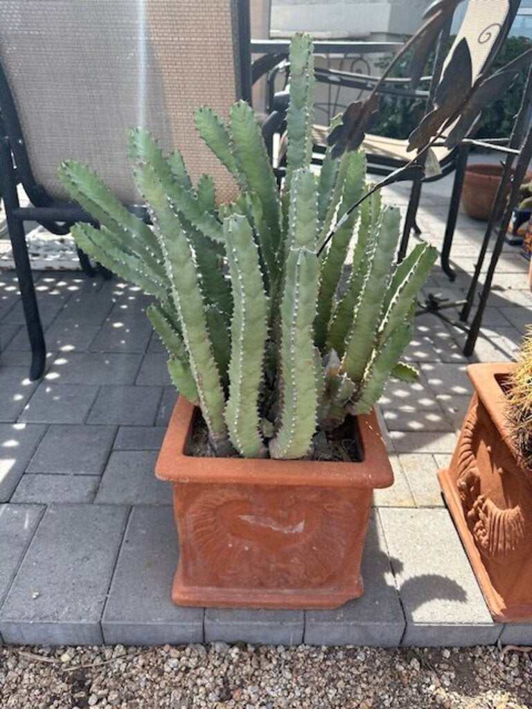 Square Terra Cotta Pot W/ Morrocan Mount Cactus- 28H
