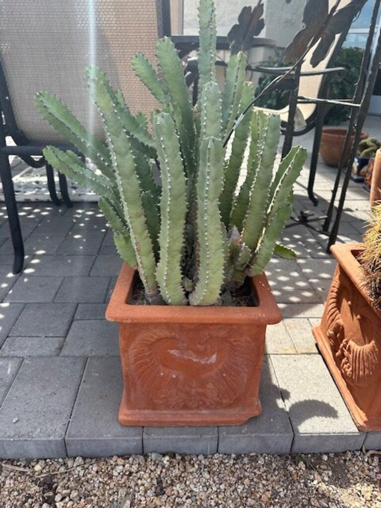 Square Terra Cotta Pot W/ Morrocan Mount Cactus- 28H