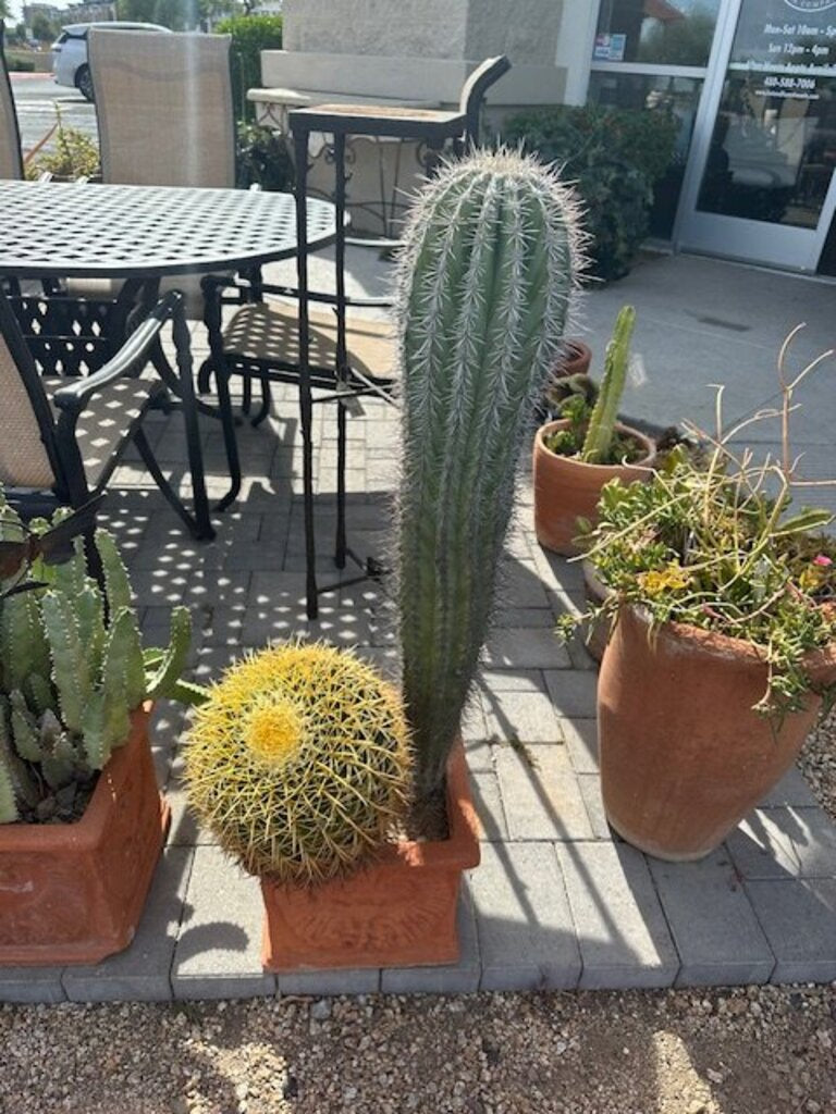 Terra Cotta Pot W/ Sahuaro and Barrel Cactus - 30H