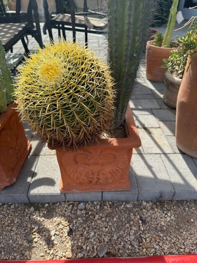 Terra Cotta Pot W/ Sahuaro and Barrel Cactus - 30H