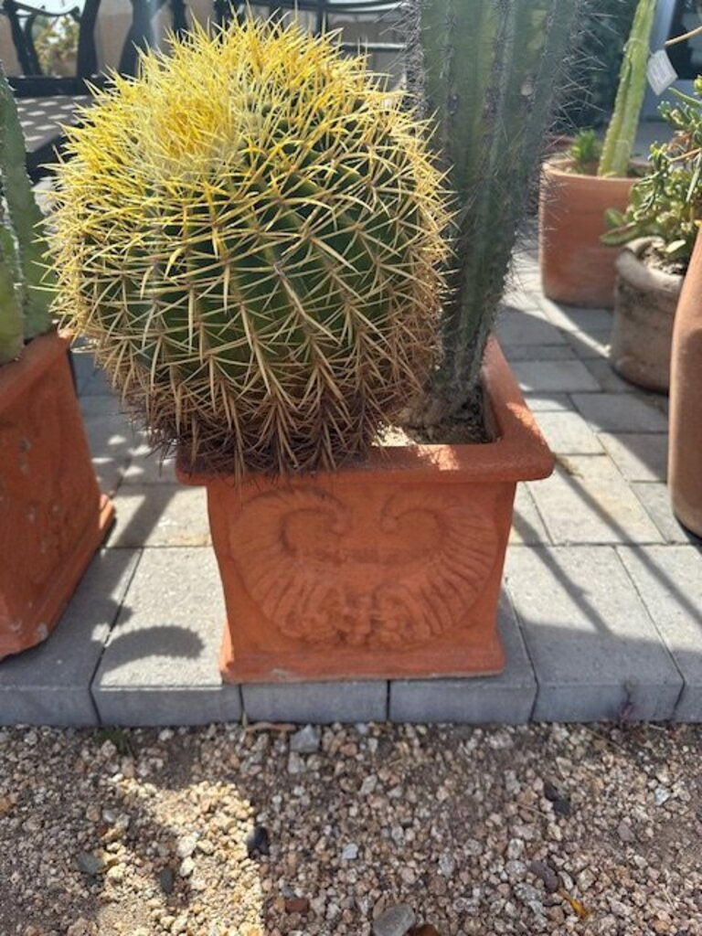 Terra Cotta Pot W/ Sahuaro and Barrel Cactus - 30H