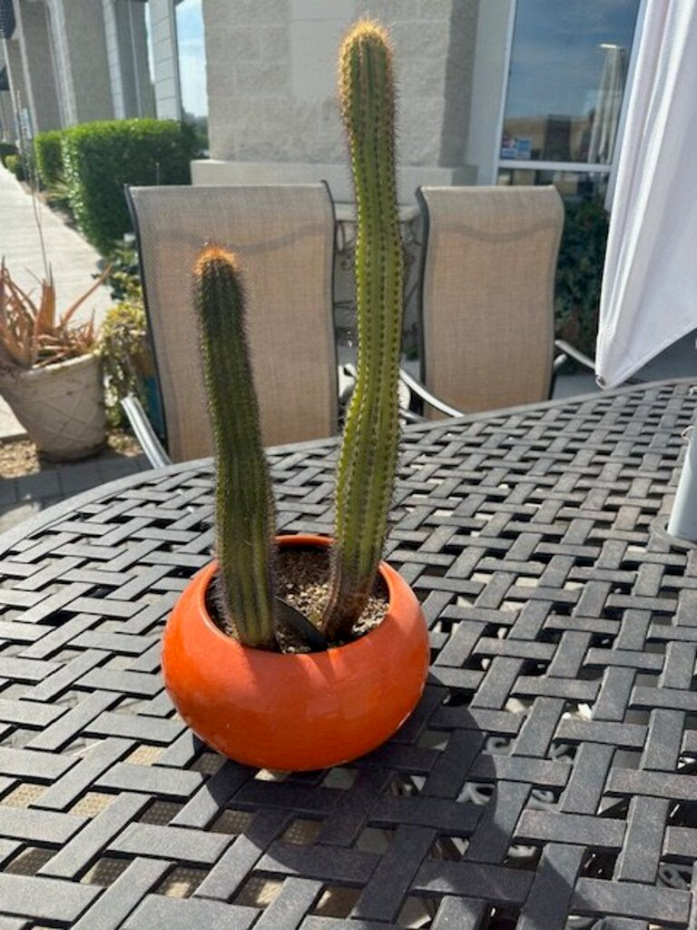 Glossy Orange Ceramic Sphere Planter With Golden Torch Cactus - 28H