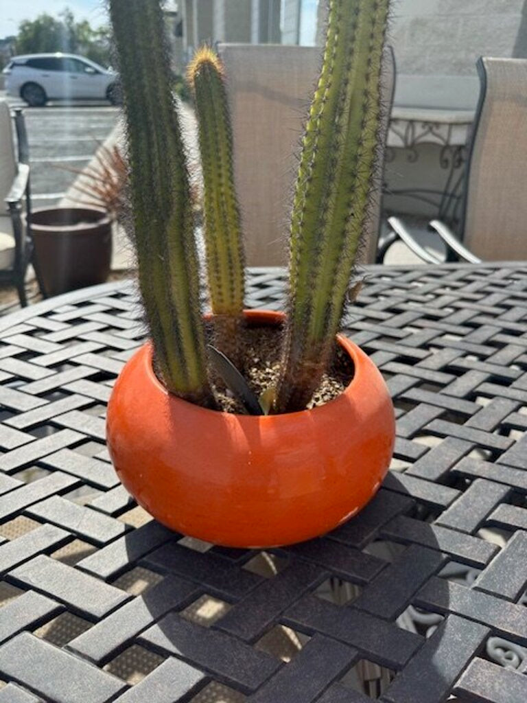 Glossy Orange Ceramic Sphere Planter With Golden Torch Cactus - 28H