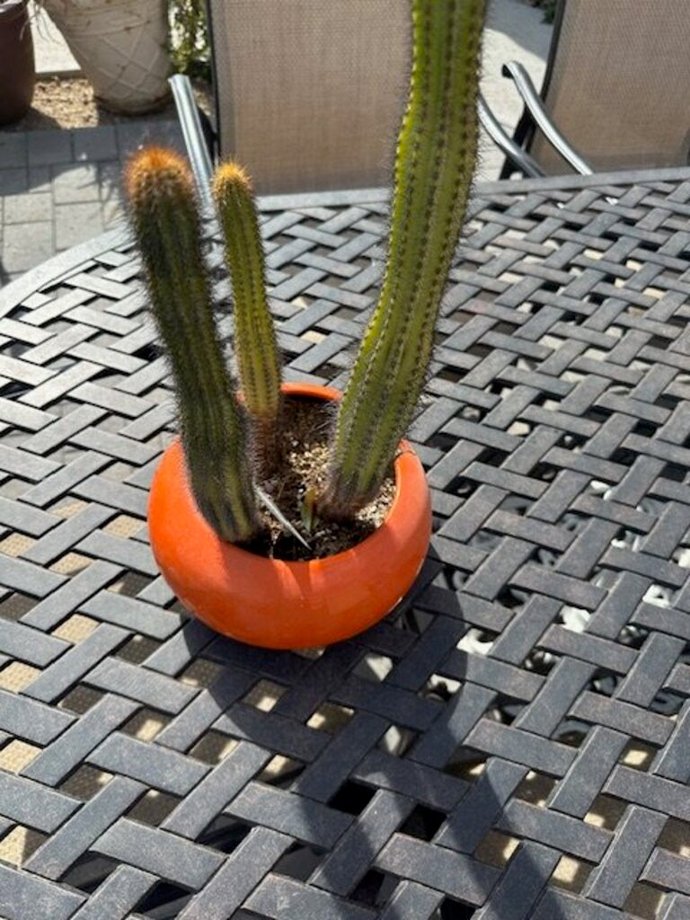 Glossy Orange Ceramic Sphere Planter With Golden Torch Cactus - 28H