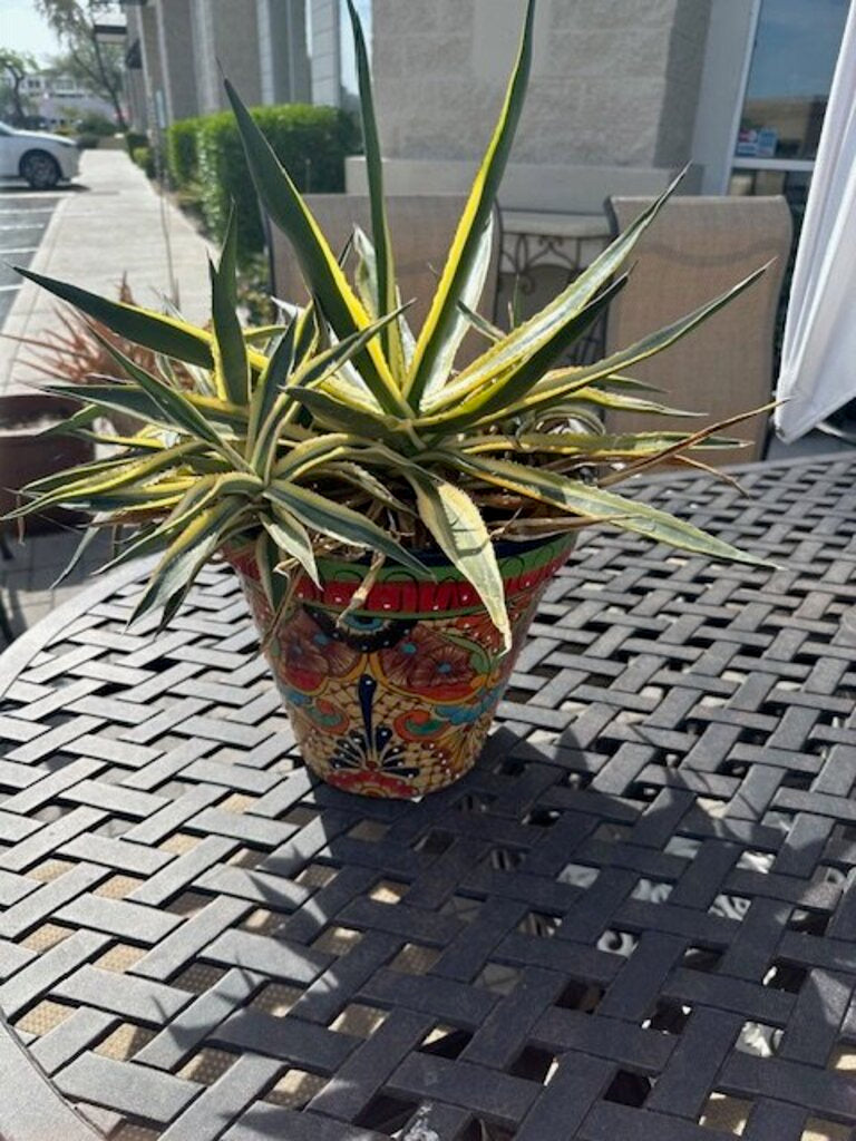 Mexican Talavera Ceramic Pot W/ Century Plant - 26H