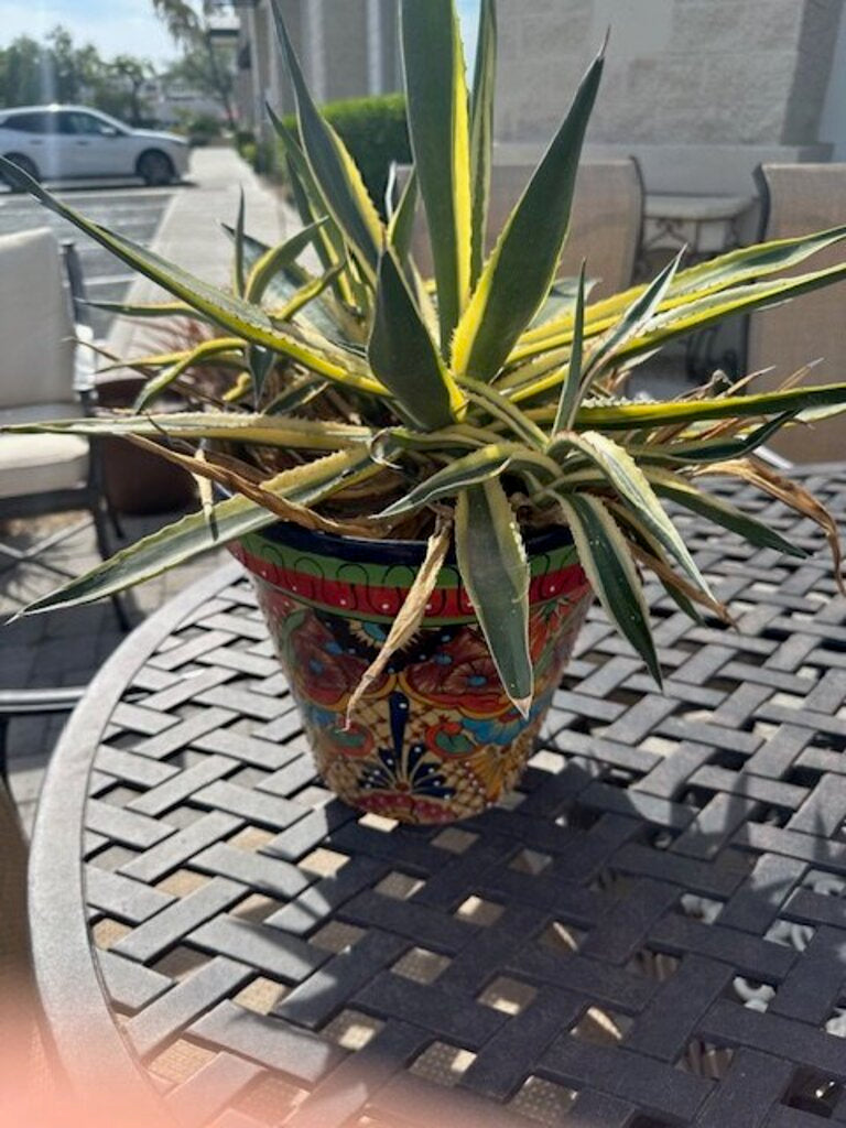 Mexican Talavera Ceramic Pot W/ Century Plant - 26H