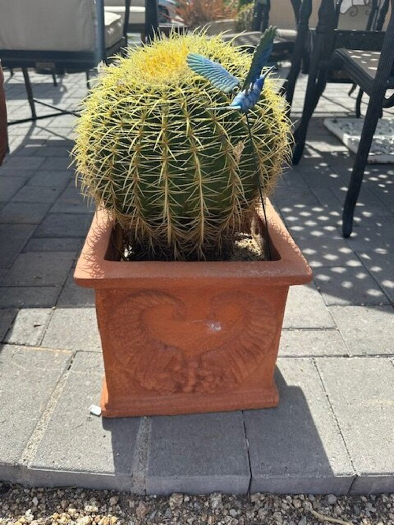 Terra Cotta Pot With Barrel Cactus - 22H