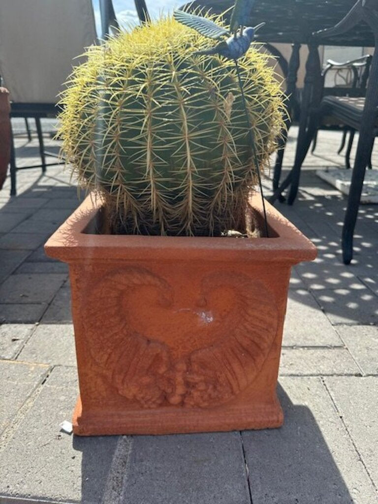 Terra Cotta Pot With Barrel Cactus - 22H