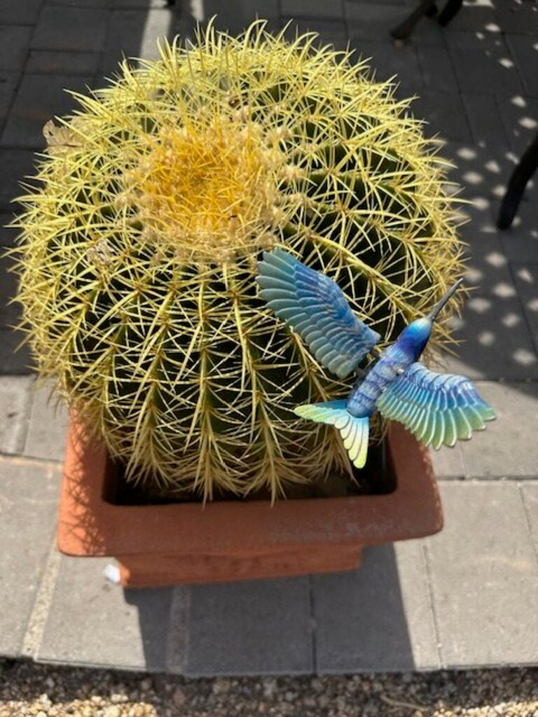 Terra Cotta Pot With Barrel Cactus - 22H
