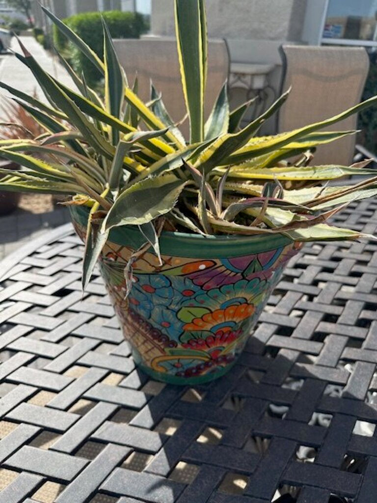 Mexican Talavera Ceramic Pot W/ Century Plant - 24H