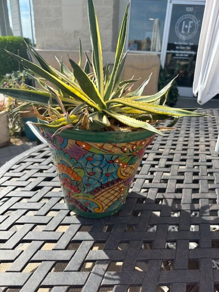 Mexican Talavera Ceramic Pot W/ Century Plant - 24H
