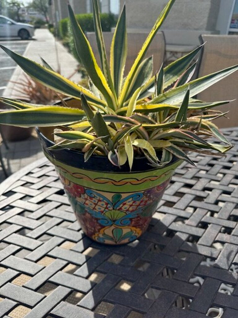 Mexican Talavera Ceramic Pot W/ Century Plant - 24H