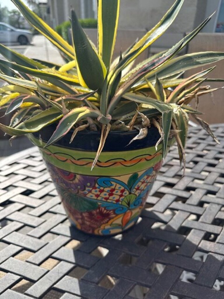 Mexican Talavera Ceramic Pot W/ Century Plant - 24H