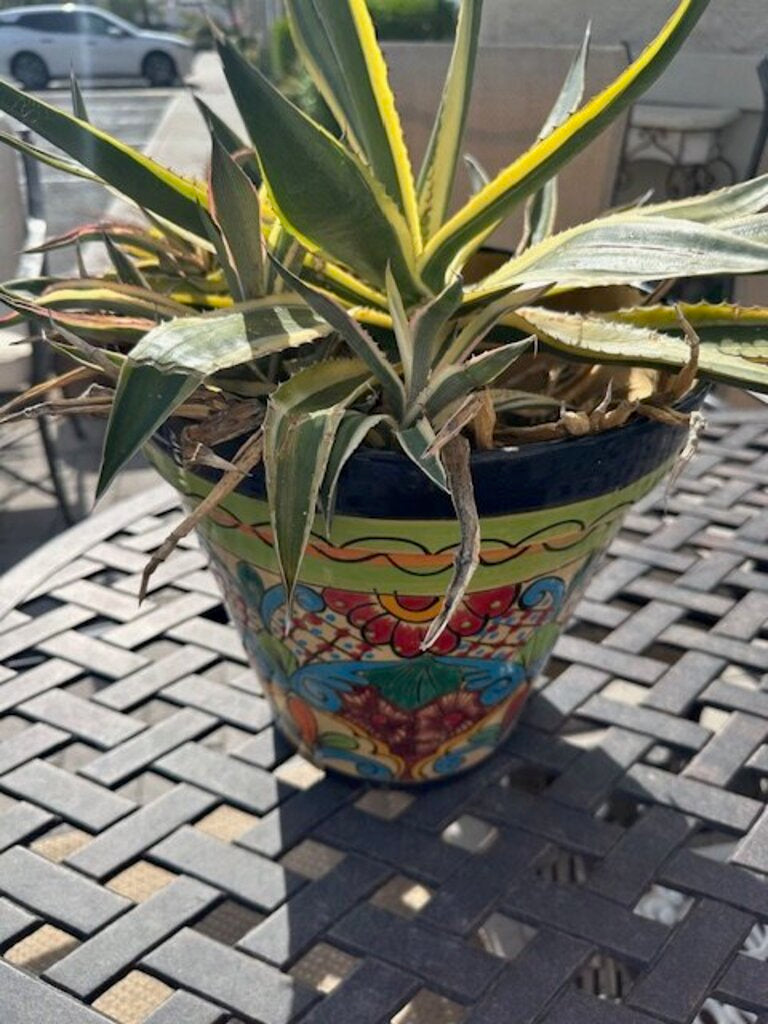 Mexican Talavera Ceramic Pot W/ Century Plant - 24H