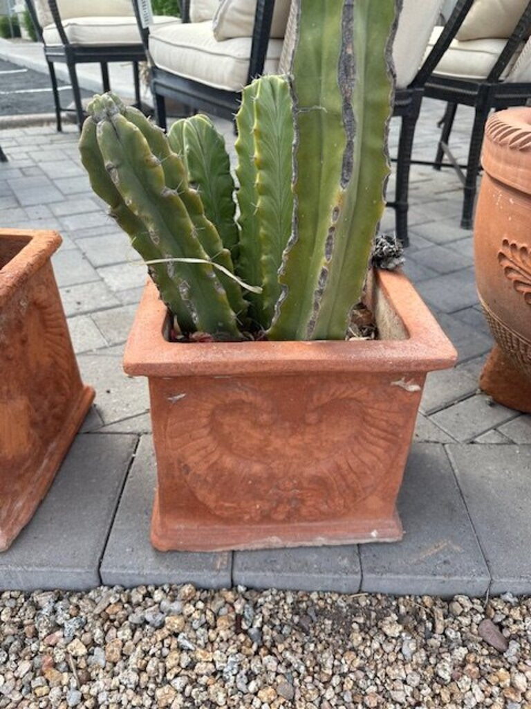 Square Terra Cotta Pot W/Columnar Cactus- 24H