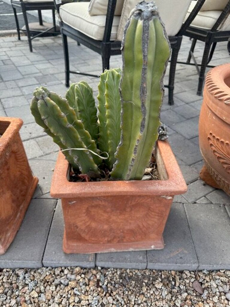 Square Terra Cotta Pot W/Columnar Cactus- 24H