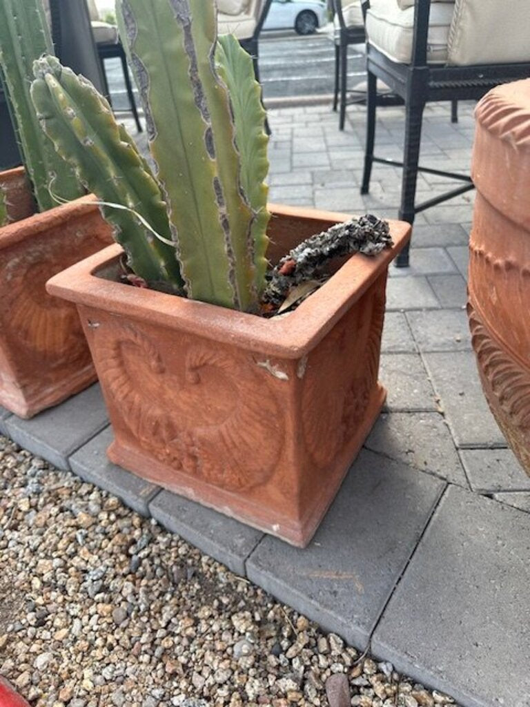 Square Terra Cotta Pot W/Columnar Cactus- 24H
