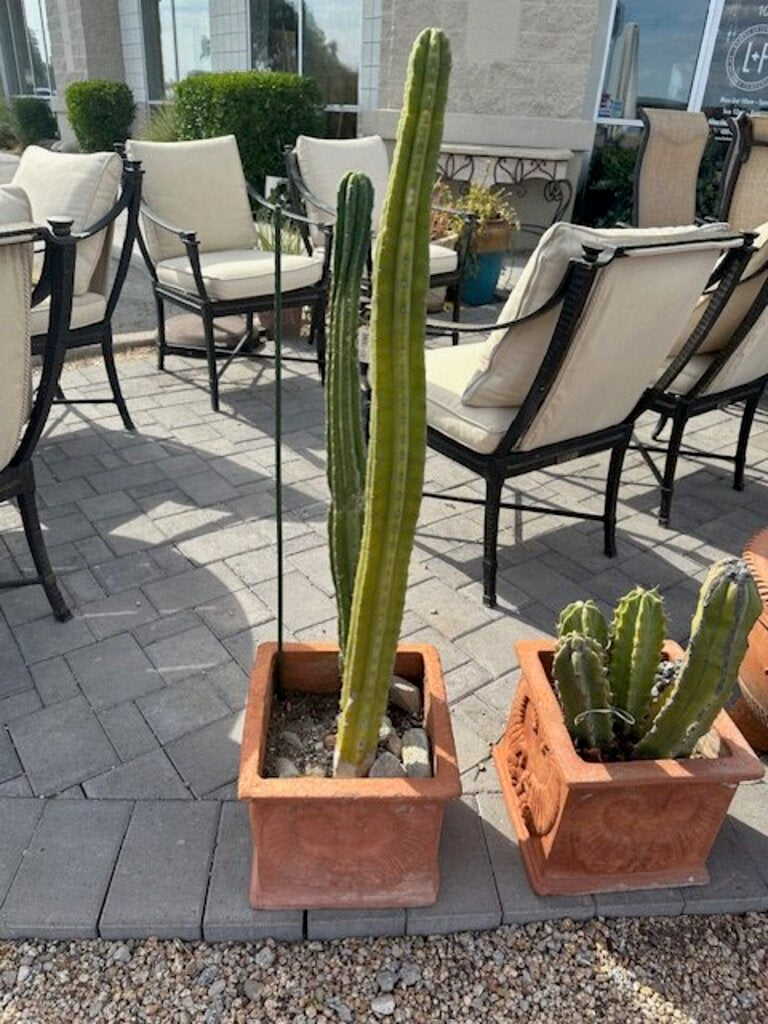 Square Terra Cotta Pot W/San Pedro Cactus- 24H
