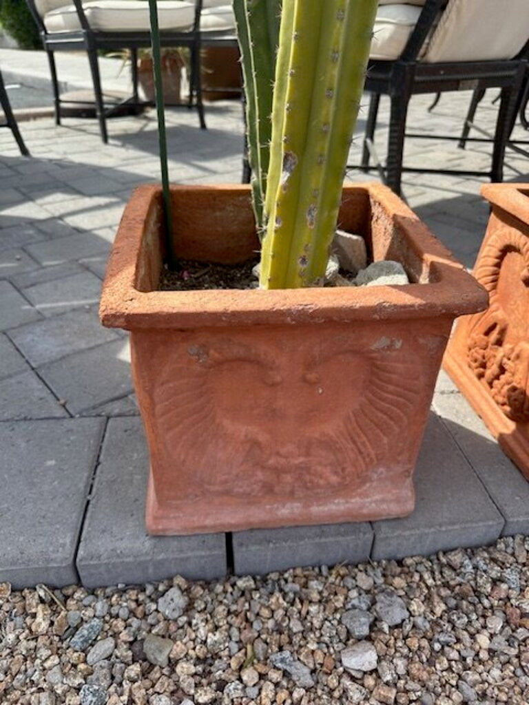 Square Terra Cotta Pot W/San Pedro Cactus- 24H