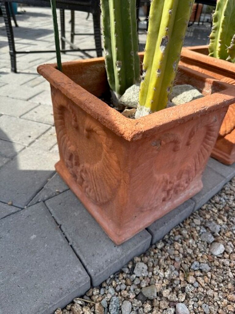 Square Terra Cotta Pot W/San Pedro Cactus- 24H