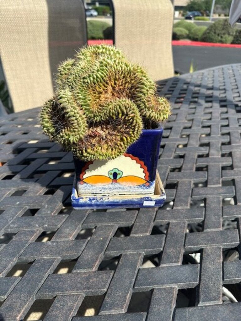 Talavera Hand-Painted Square Pot W/ Crested Cactus - 11H