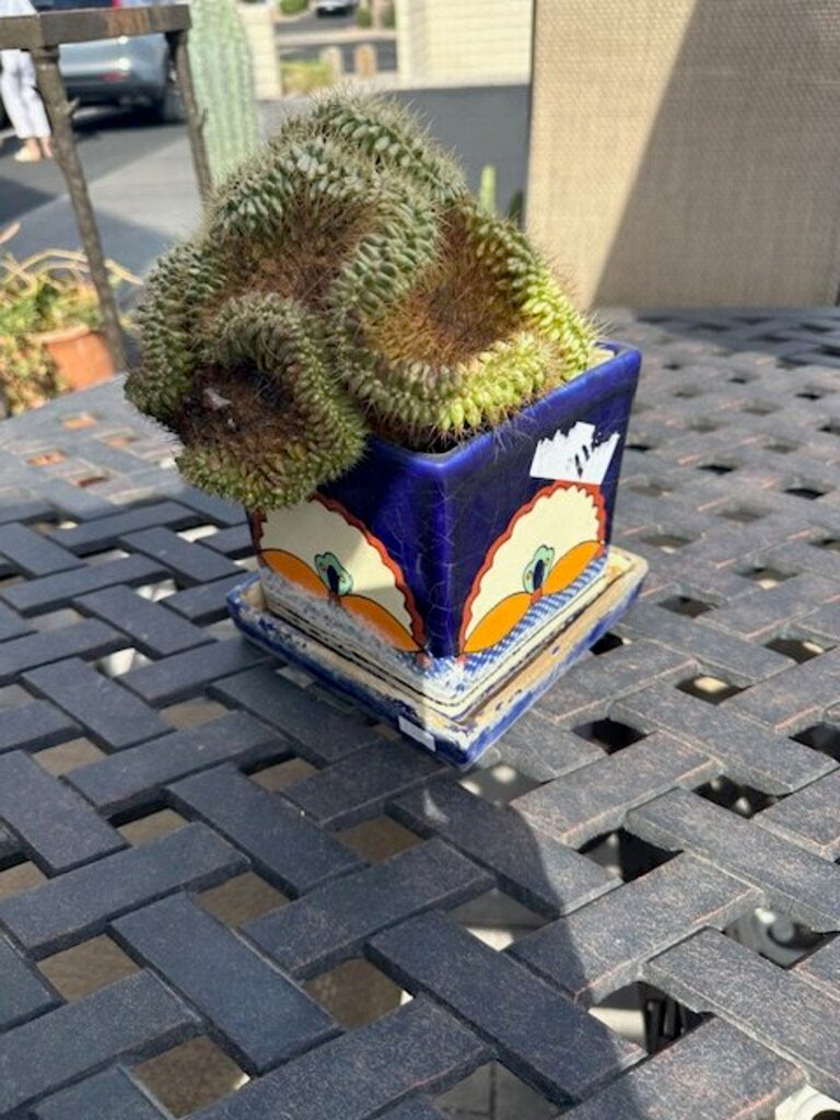Talavera Hand-Painted Square Pot W/ Crested Cactus - 11H