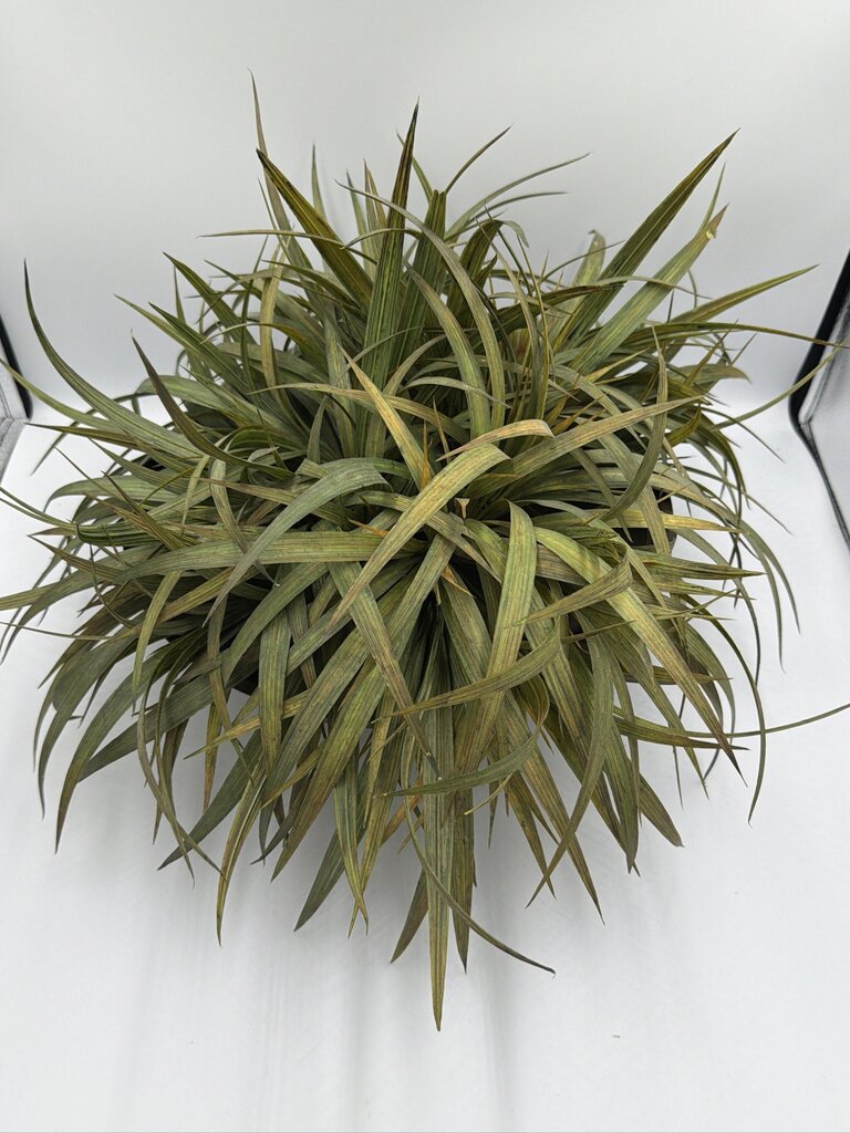 Iron Pedestal Platter W/ Faux Plant-21X21X12
