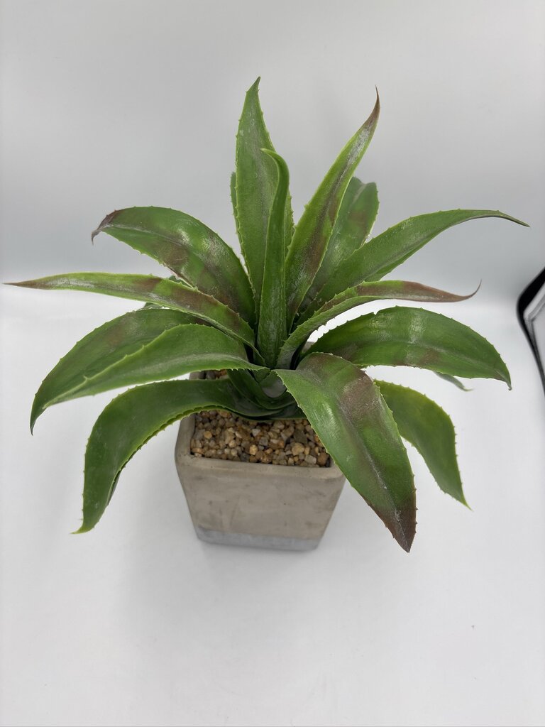 Artificial Agave Plant in Cement Planter- 10X10X13