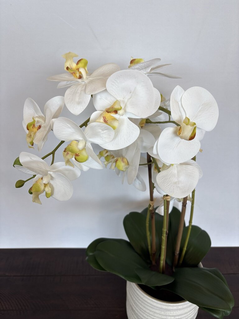 Faux 3 Stem Orchid In White Ceramic Pot- 7X24H