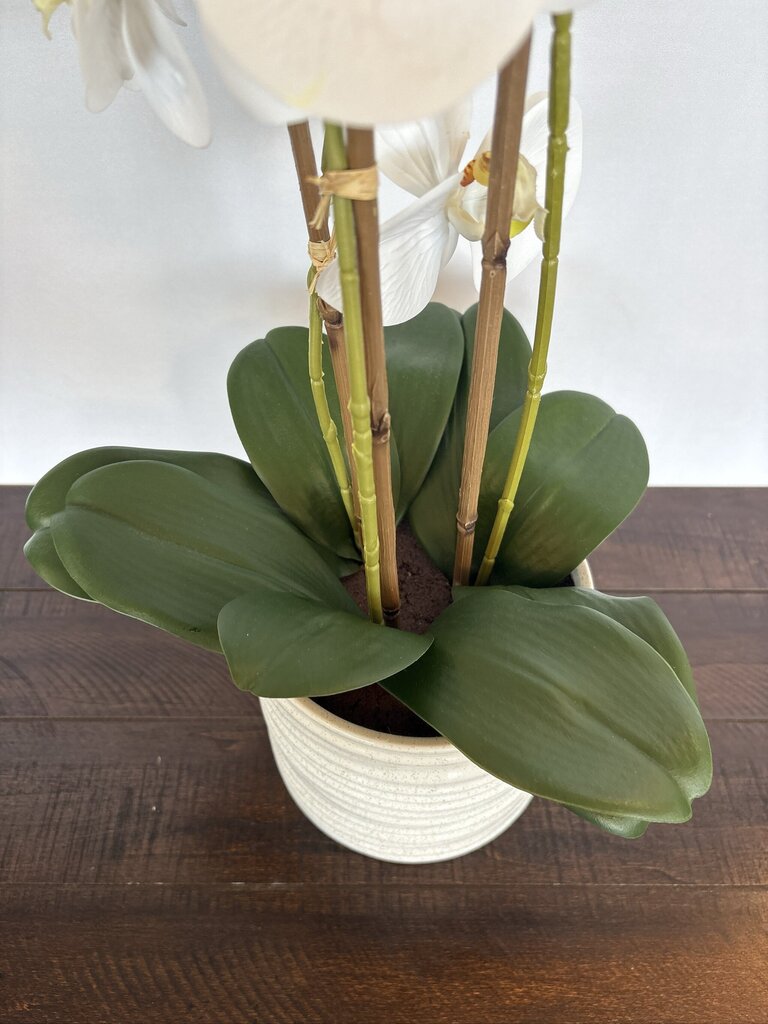 Faux 3 Stem Orchid In White Ceramic Pot- 7X24H
