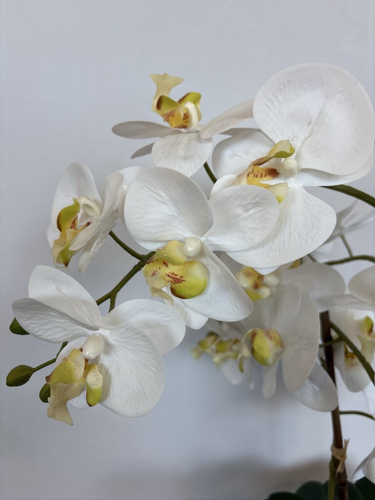 Faux 3 Stem Orchid In White Ceramic Pot- 7X24H