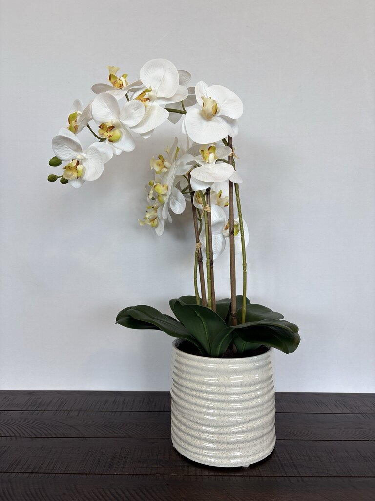 Faux 3 Stem Orchid In White Ceramic Pot- 7X24H