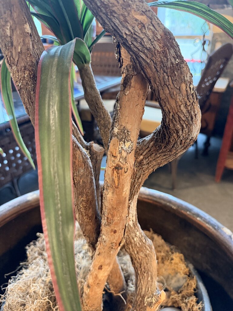 Artificial Dracaena Plant In Lg Brown Pot-26X26X90 - AS IS