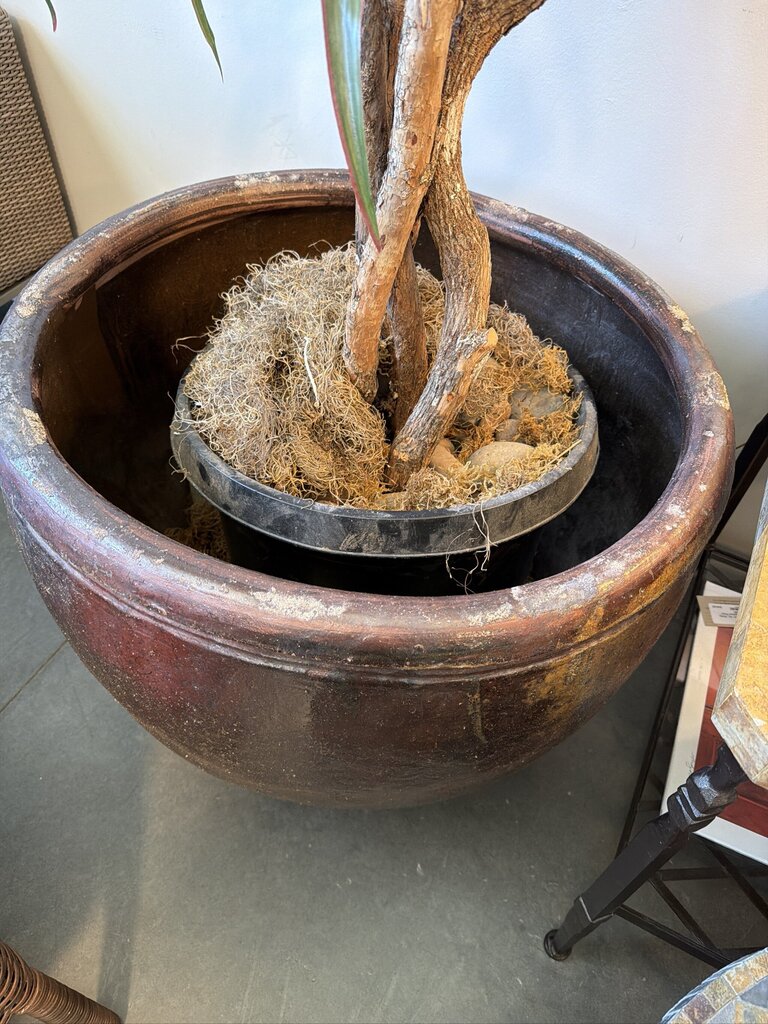 Artificial Dracaena Plant In Lg Brown Pot-26X26X90 - AS IS