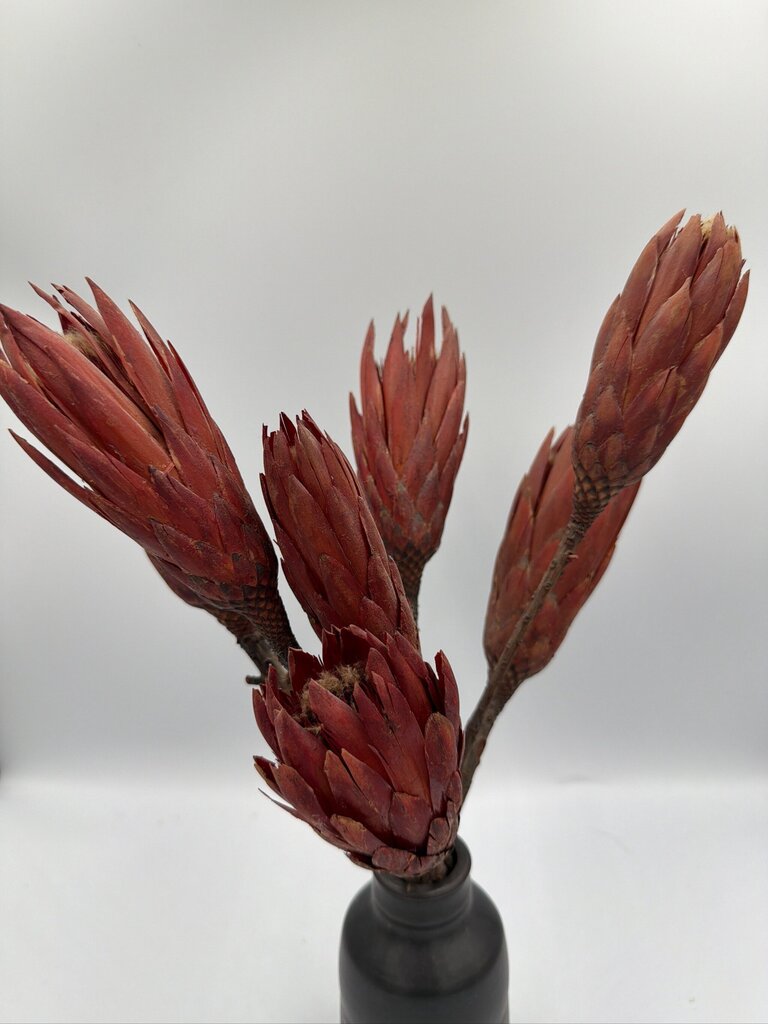 Pottery W/ Dried Flowers By Paddy McNeely- 11X10X16