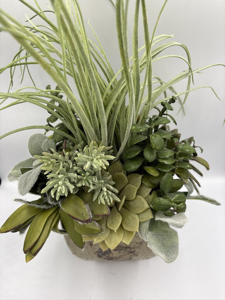 NDI Succulent In Glazed Pot- 10X8X19H