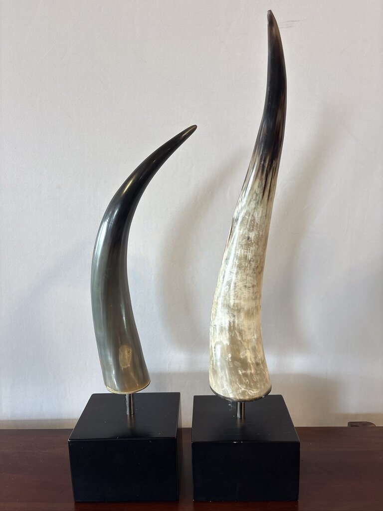 Polished Longhorn On Black Stand- 10X6x25- Pair