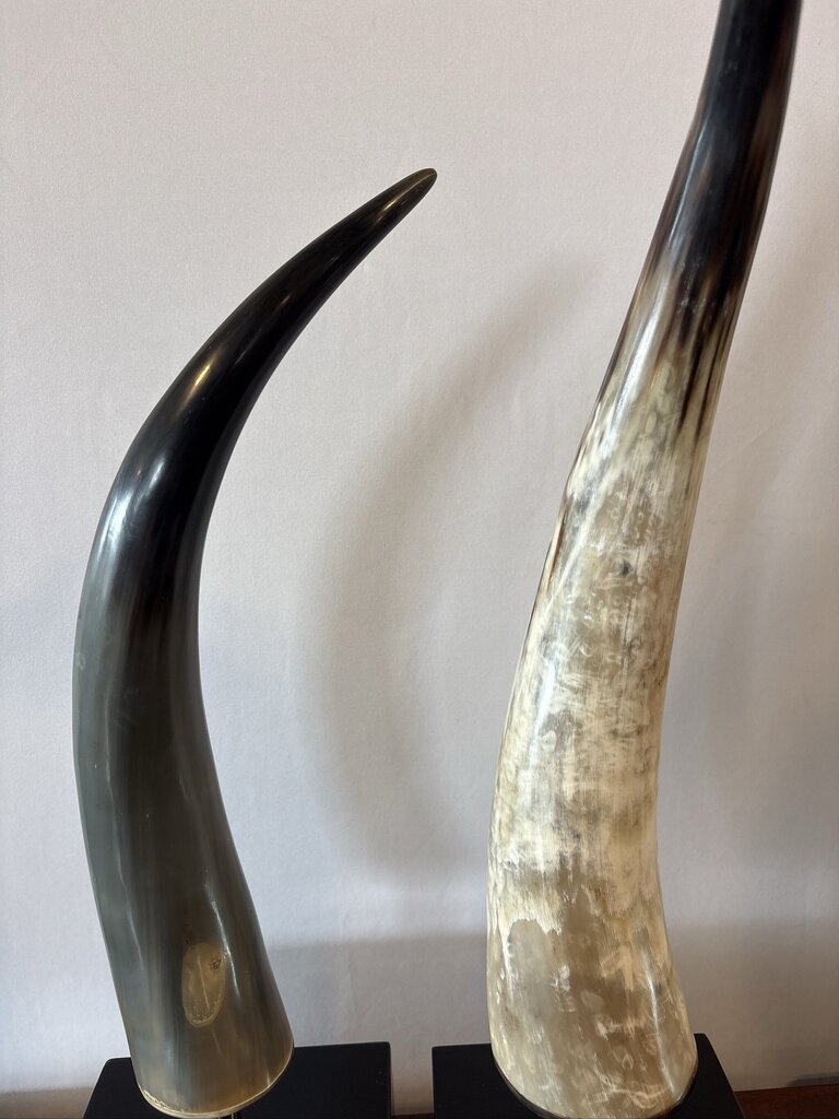 Polished Longhorn On Black Stand- 10X6x25- Pair