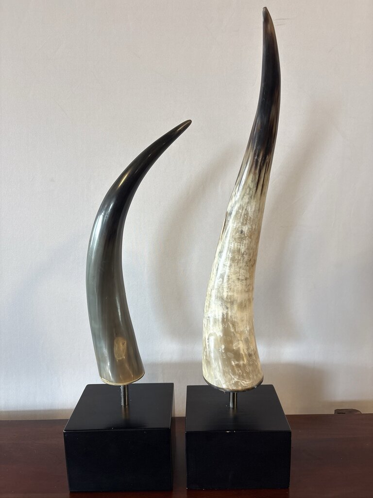 Polished Longhorn On Black Stand- 10X6x25- Pair