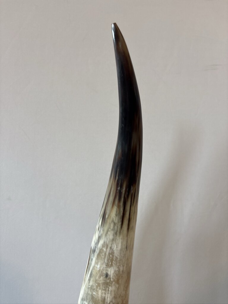 Polished Longhorn On Black Stand- 10X6x25- Pair