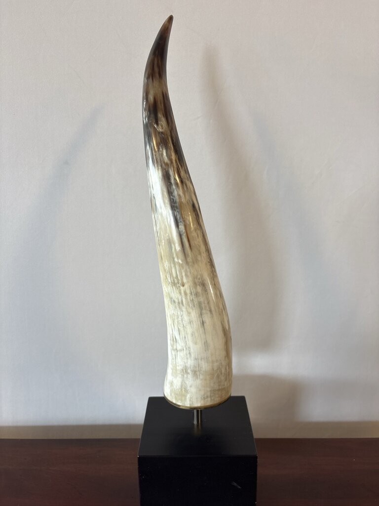 Polished Longhorn On Black Stand- 10X6x25- Pair