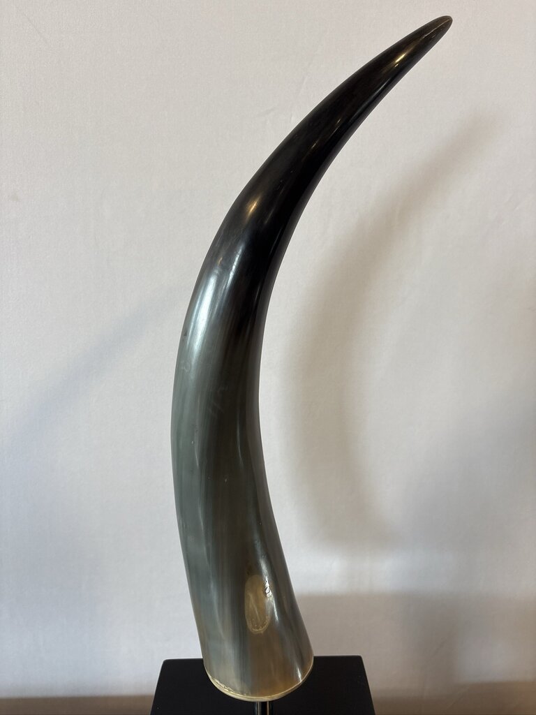 Polished Longhorn On Black Stand- 10X6x25- Pair