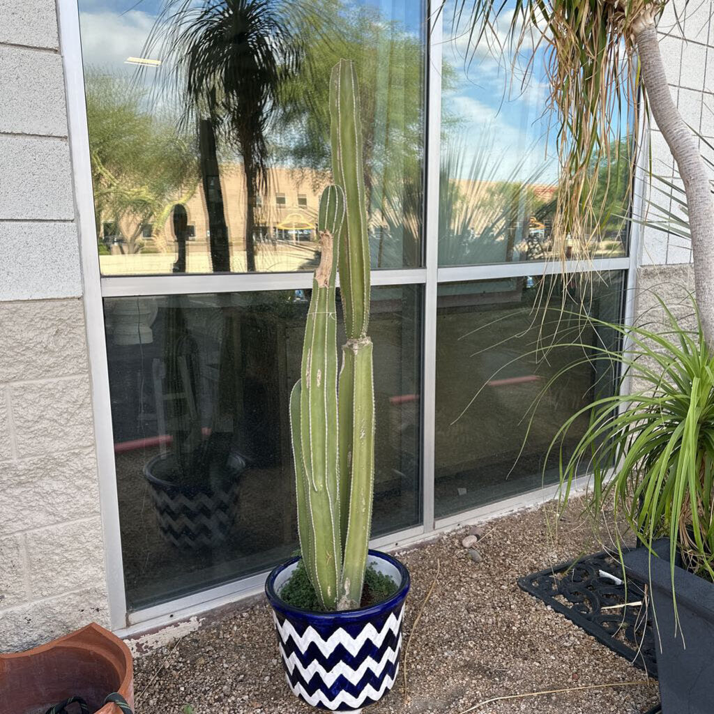 3 Cacti In Blue & White Chevron Pot- 65"