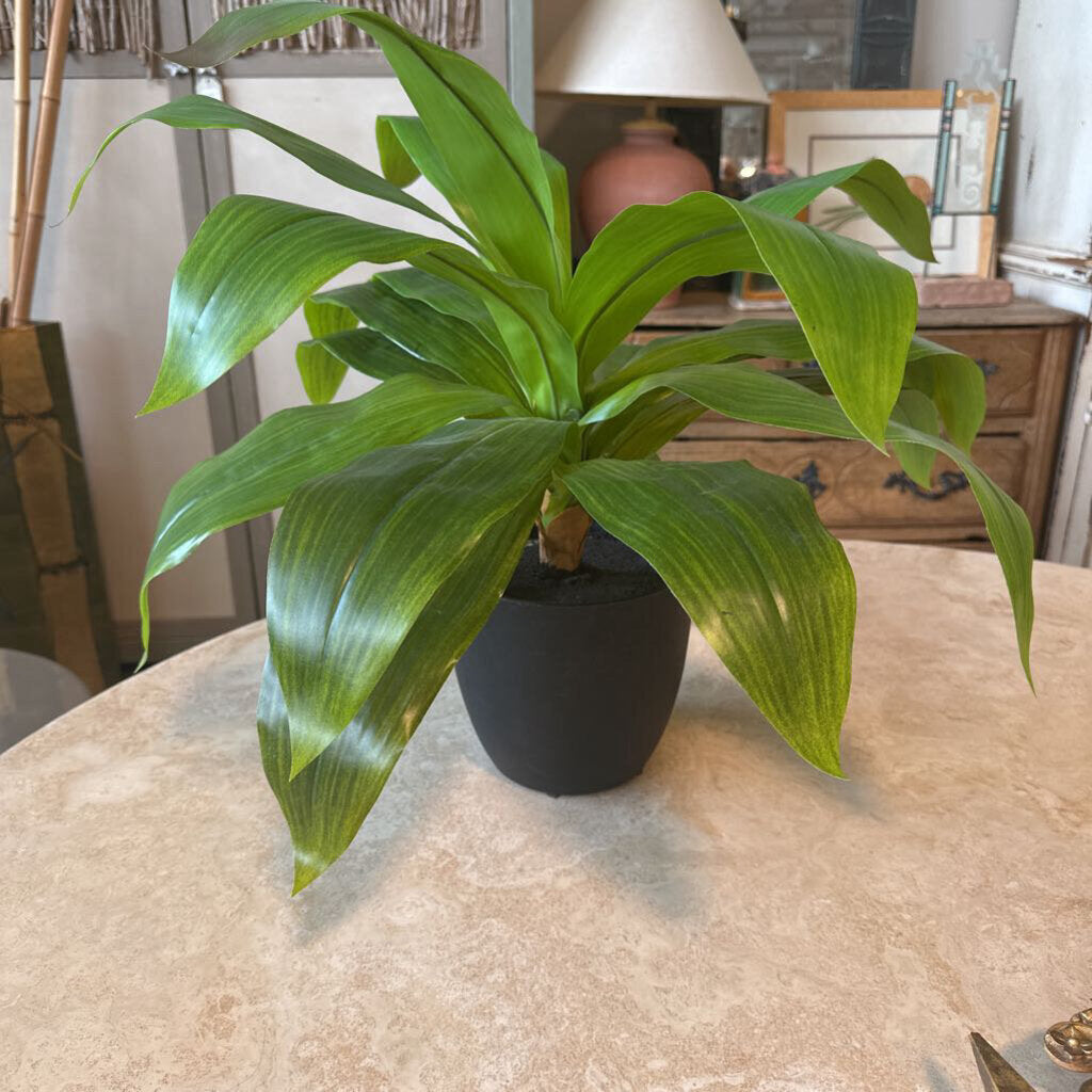 Faux Dracaena Plant in Black Pot - 19"H