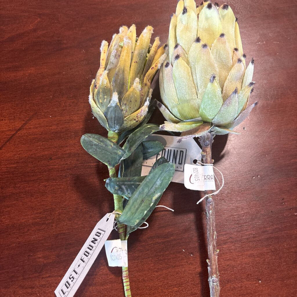 Protea Stem - 24"