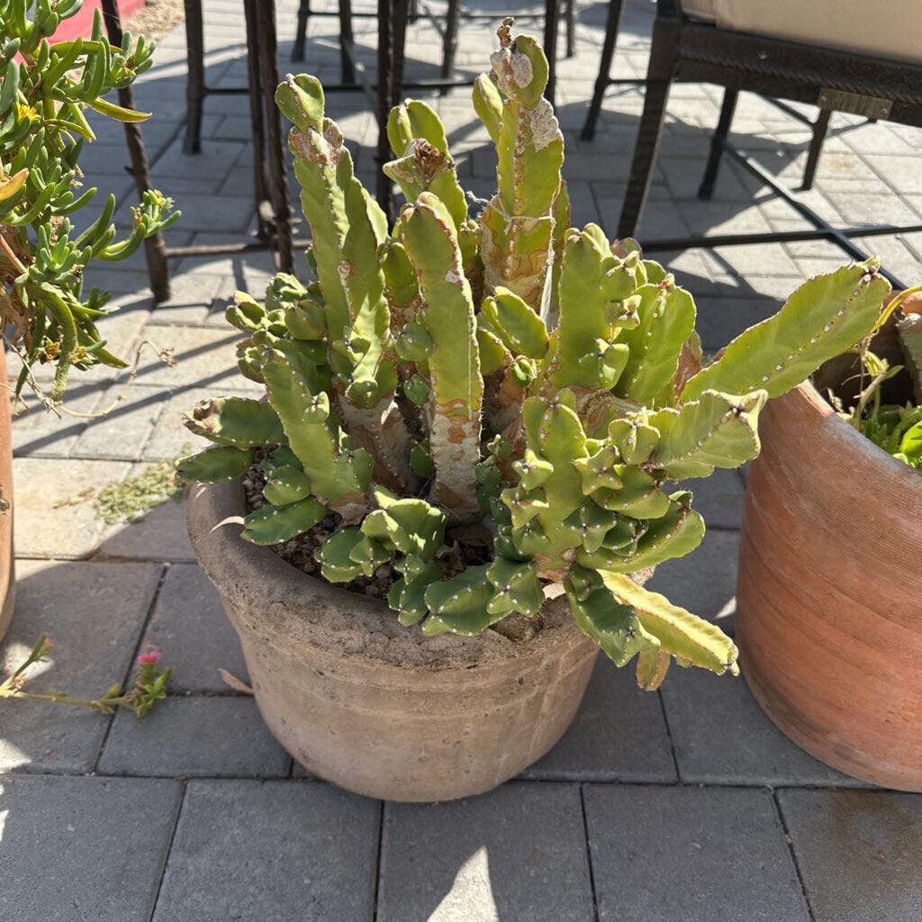 Cactus In Stone Pot - 26"
