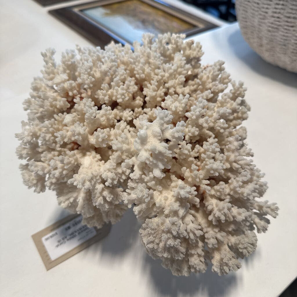 Natural White Coral- 13X10X6.5H- AS IS