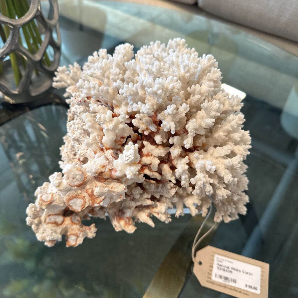 Natural White Coral- 11X10X8H